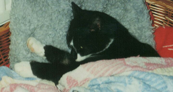 Kater01.jpg