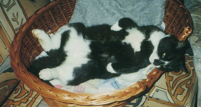 Kater02.jpg